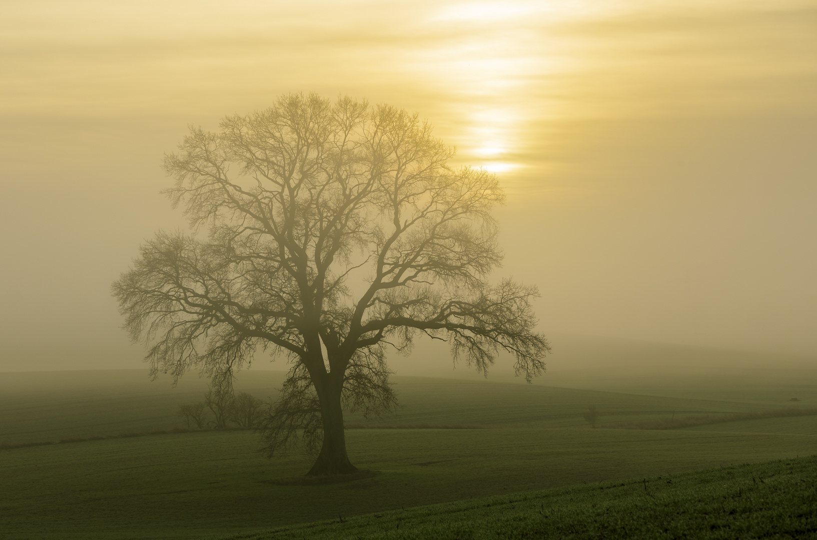 Morgennebel