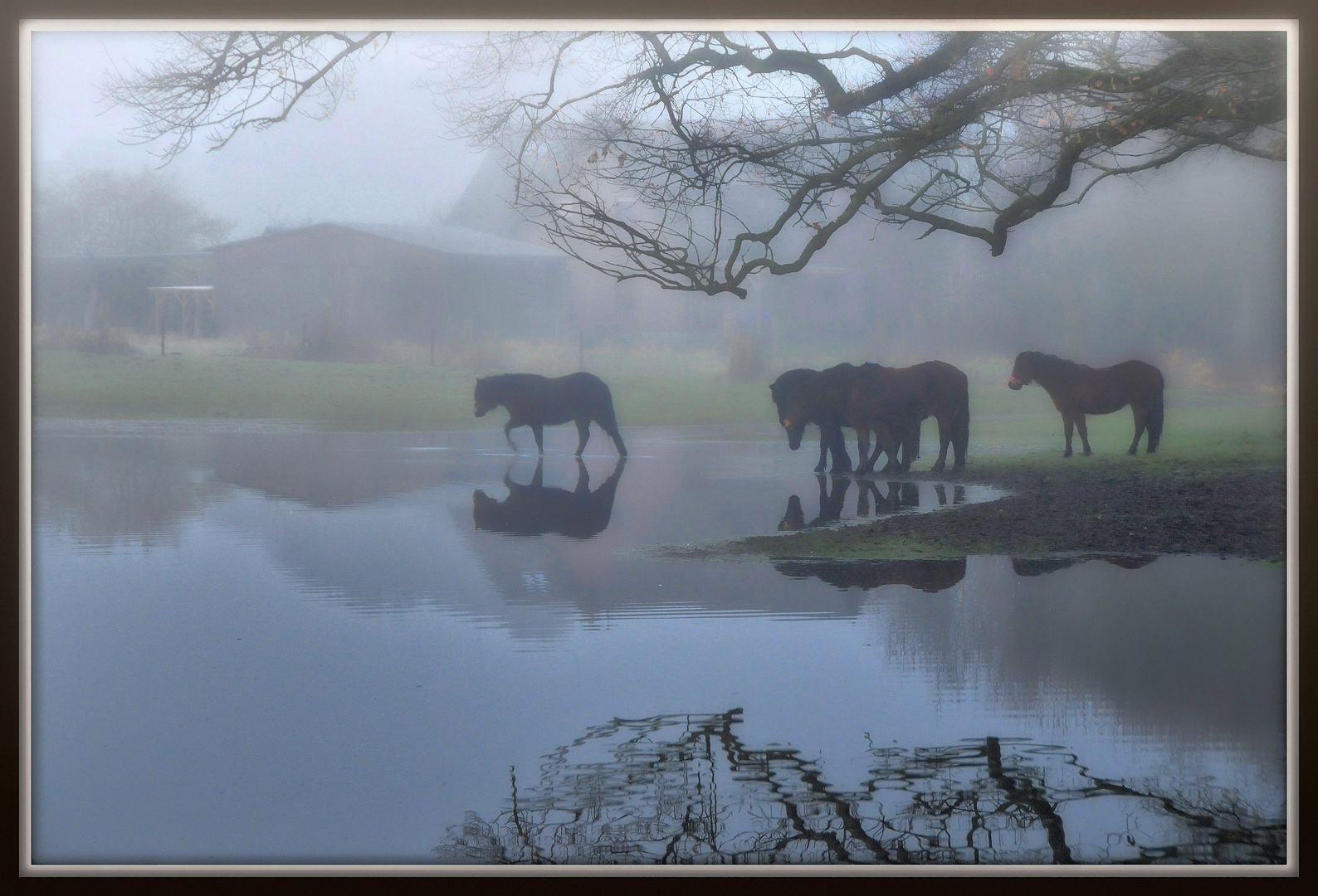 Morgennebel