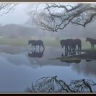 Morgennebel