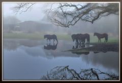 Morgennebel