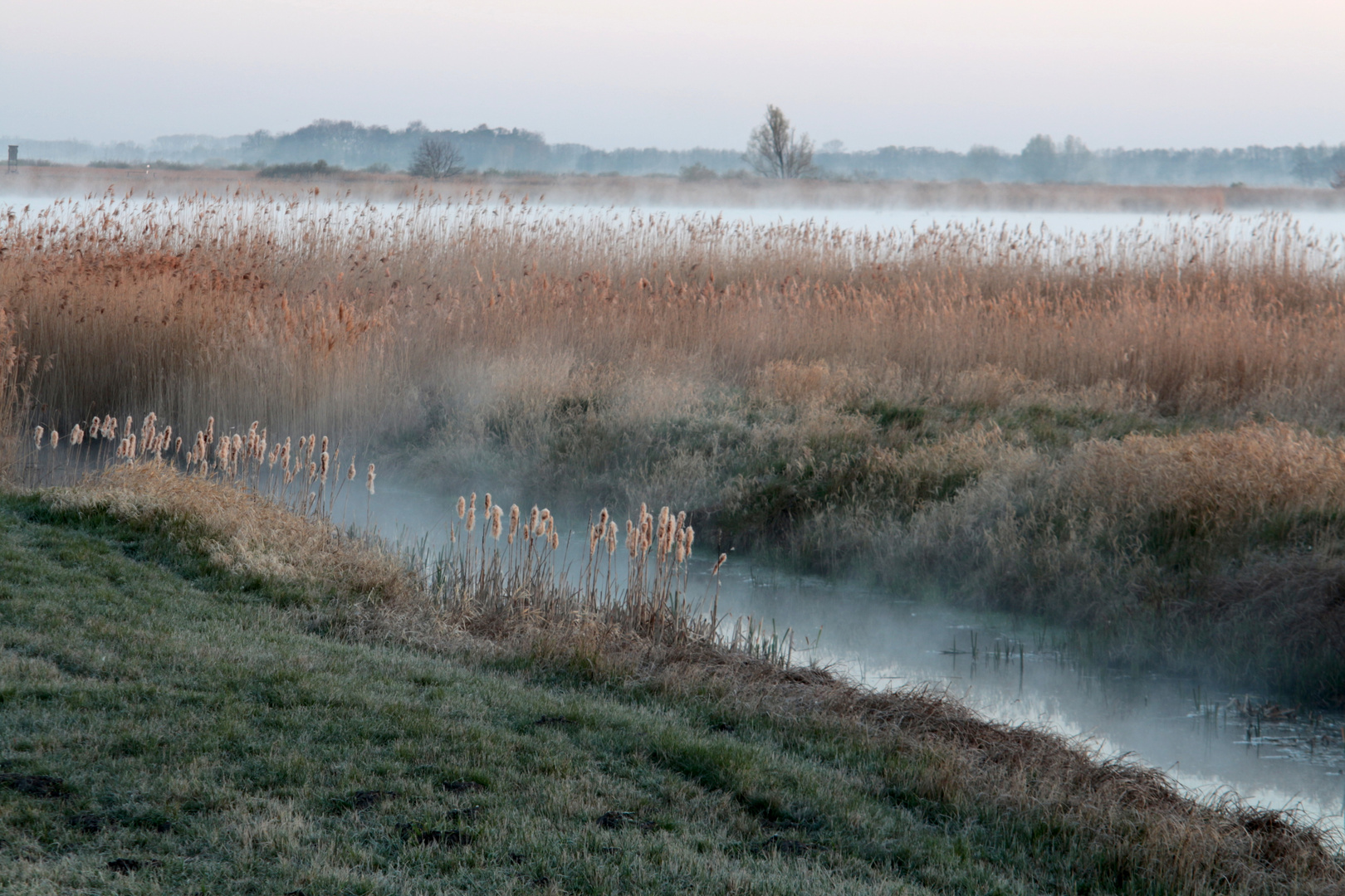 Morgennebel