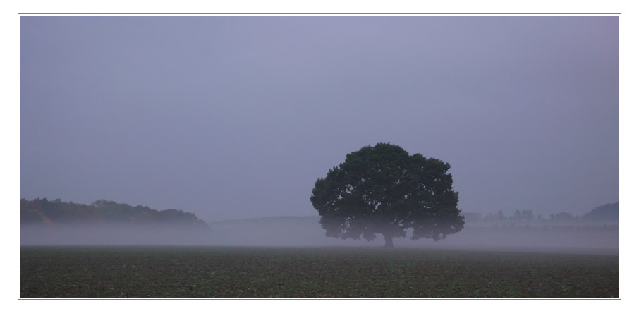 Morgennebel