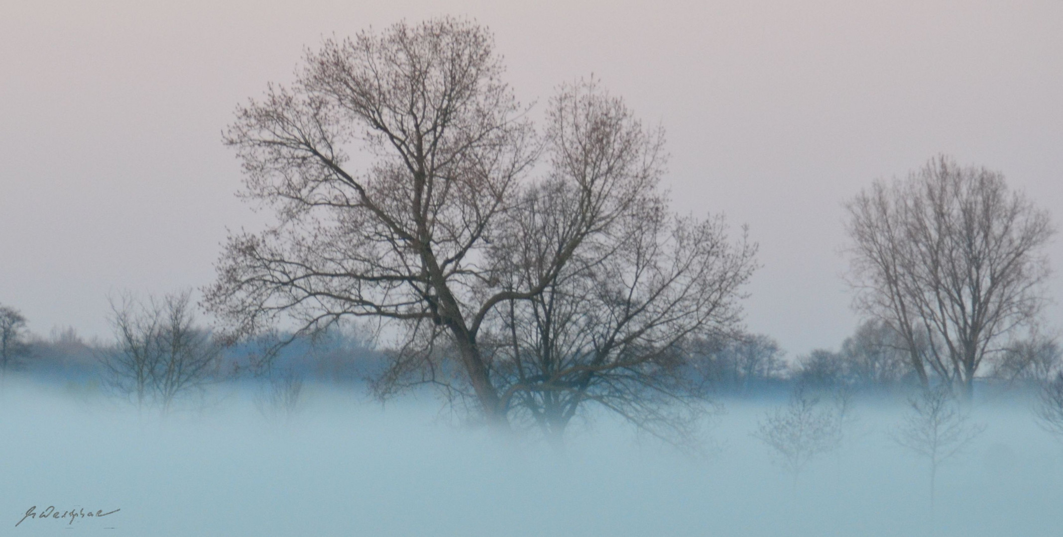 Morgennebel