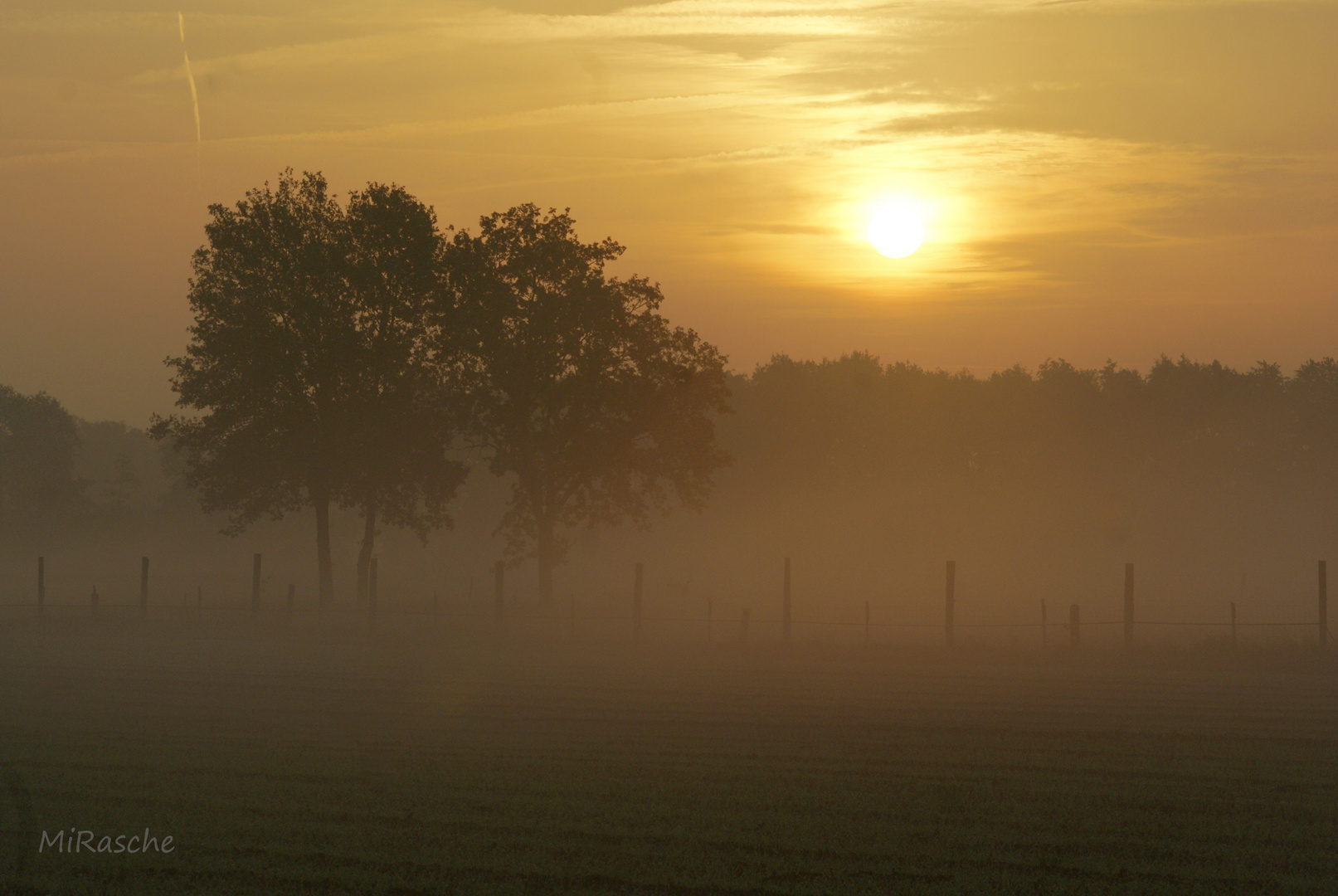 Morgennebel