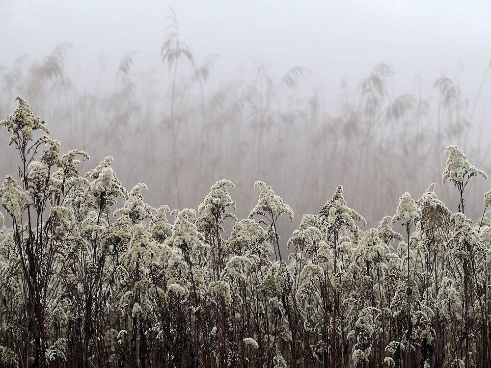 Morgennebel