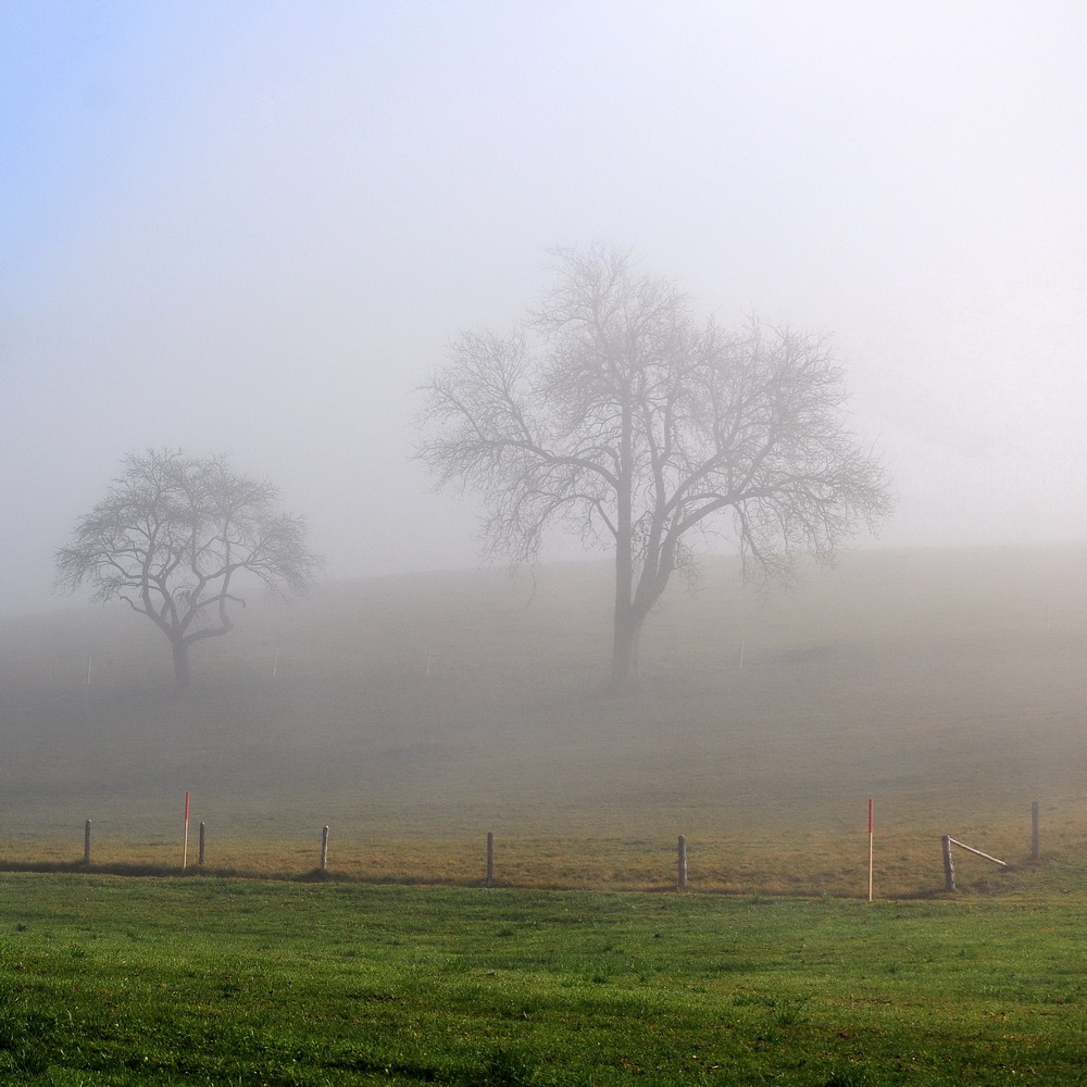 Morgennebel