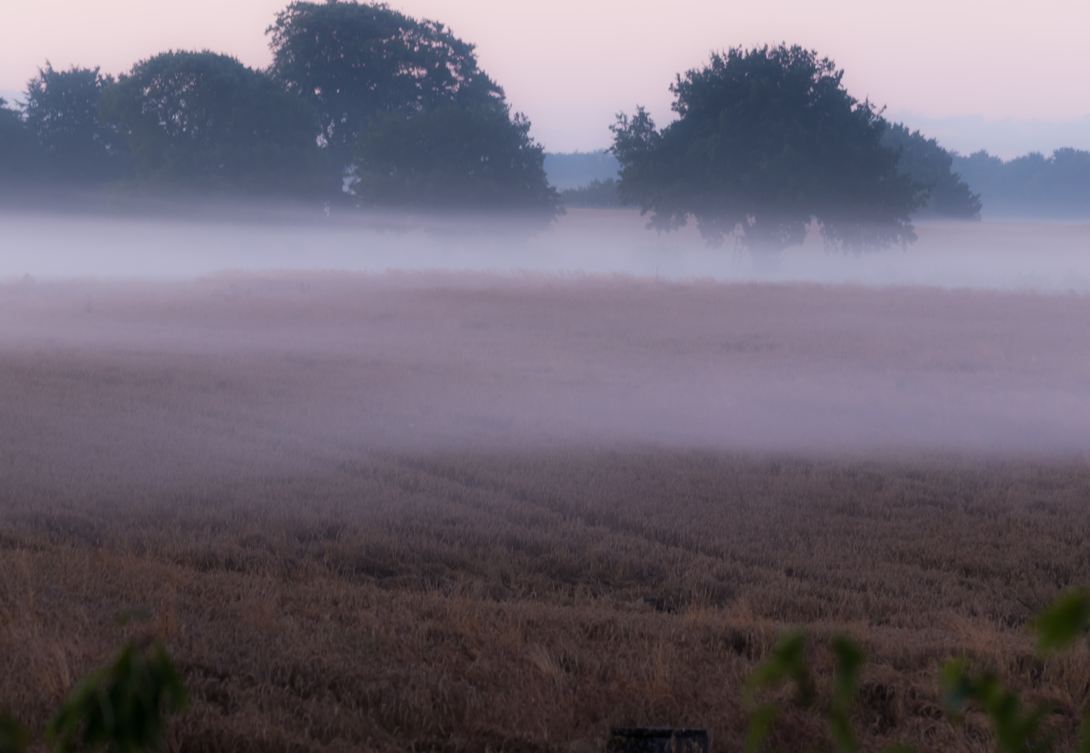 Morgennebel