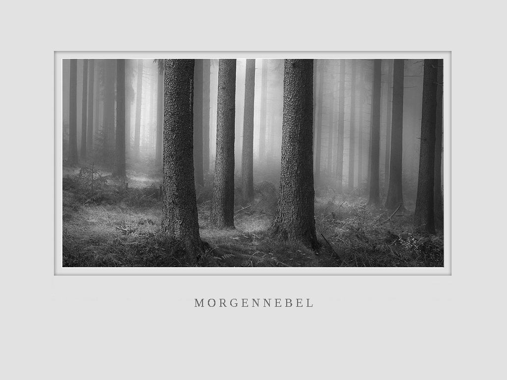 Morgennebel