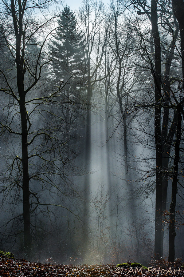 Morgennebel | Portfolio von AM FotoArt