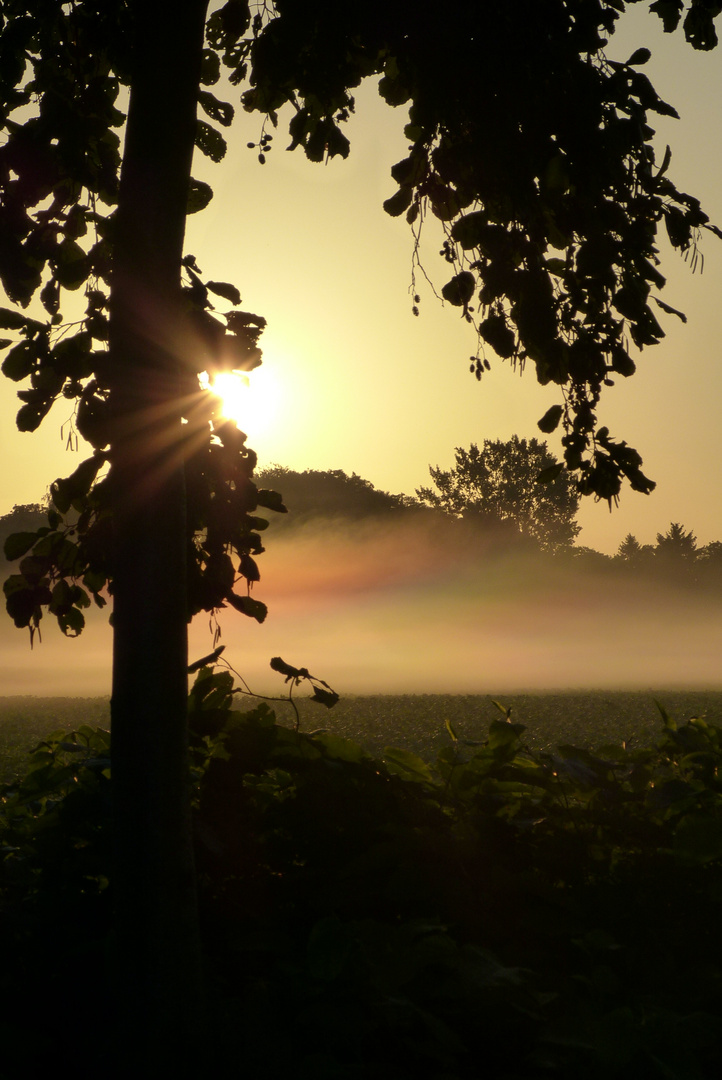 Morgennebel