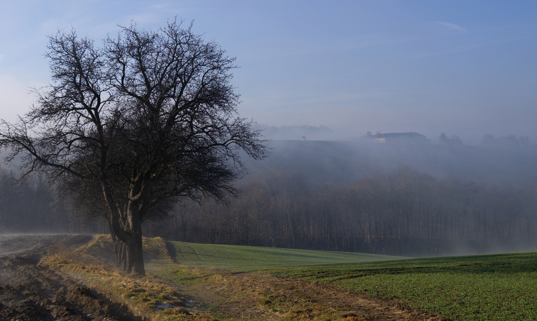 Morgennebel