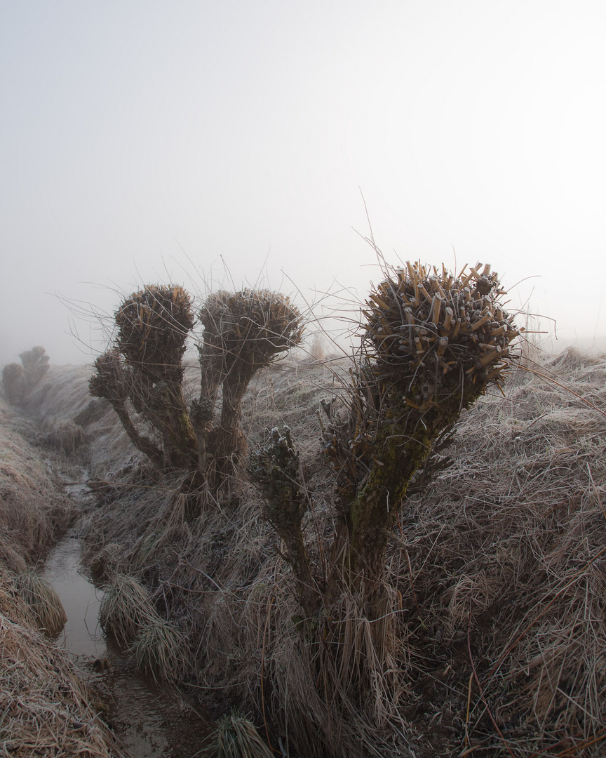 Morgennebel