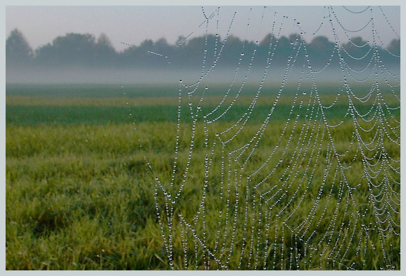 Morgennebel