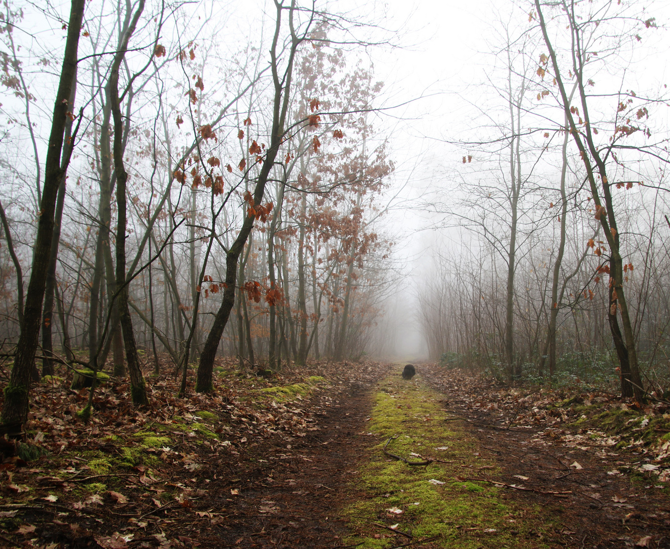 Morgennebel 