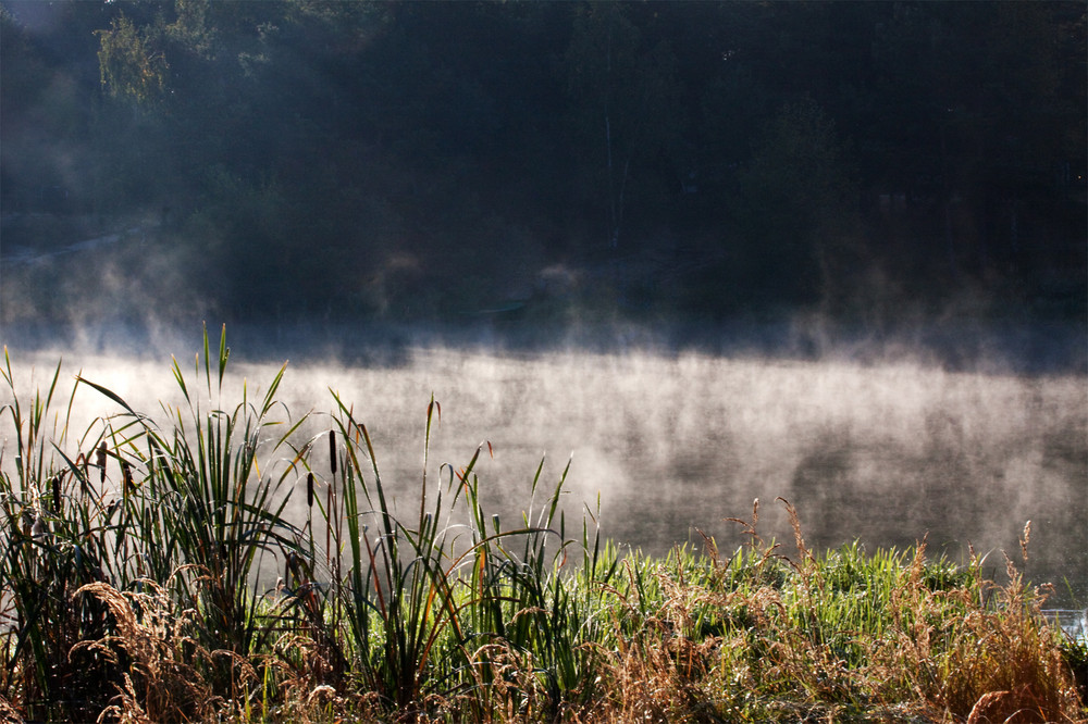 Morgennebel