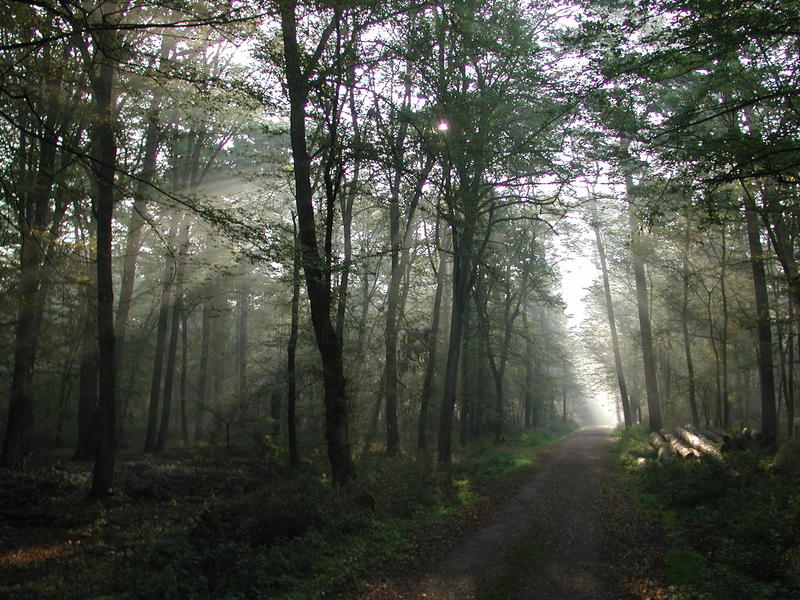 Morgennebel