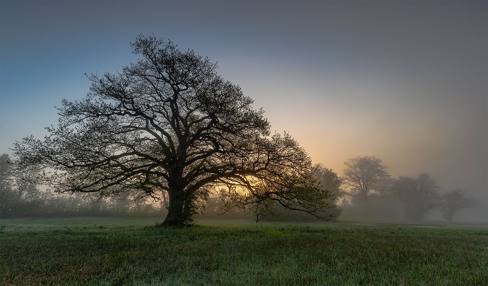 *Morgennebel*