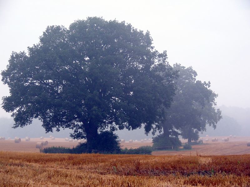 morgennebel...