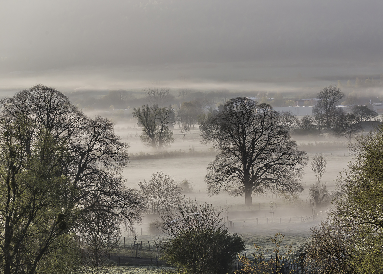 Morgennebel