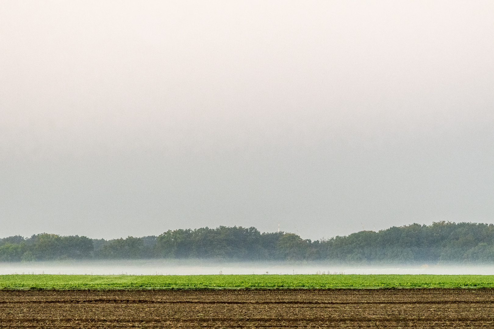 Morgennebel