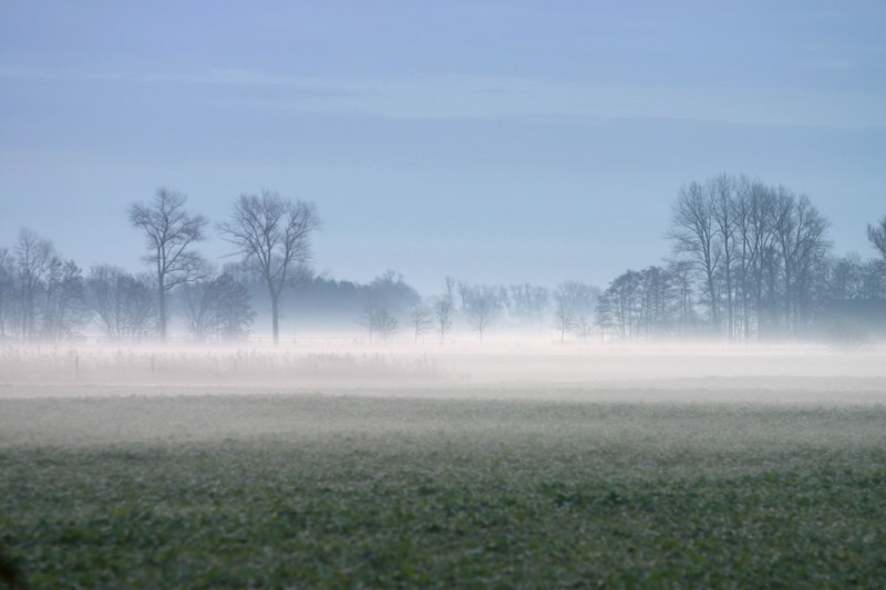 Morgennebel