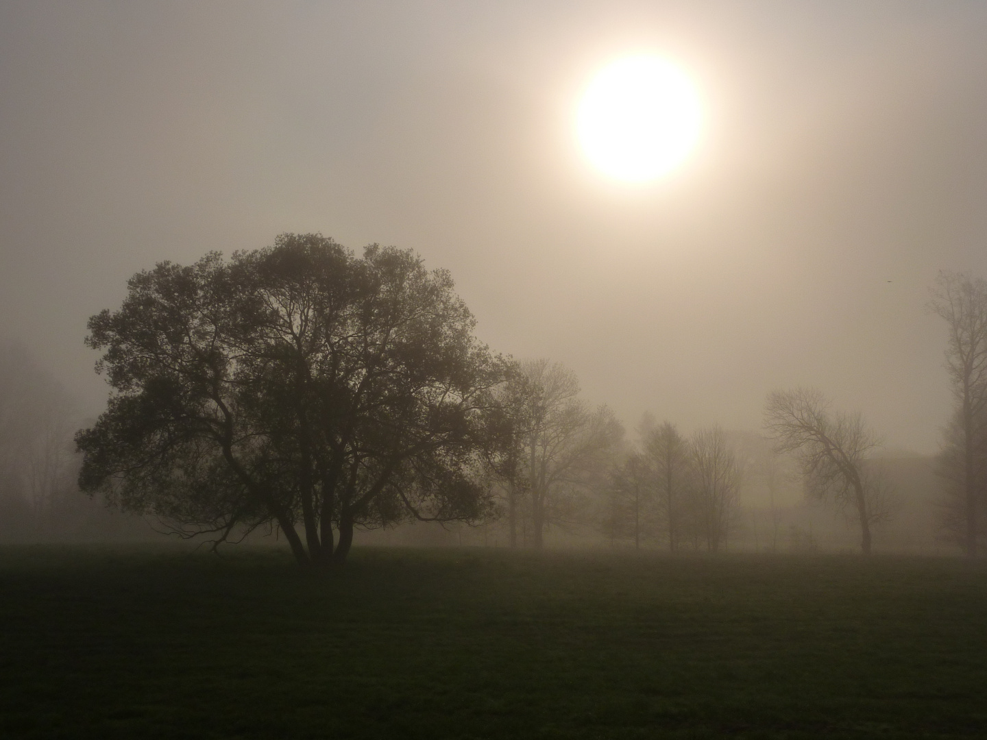 morgennebel