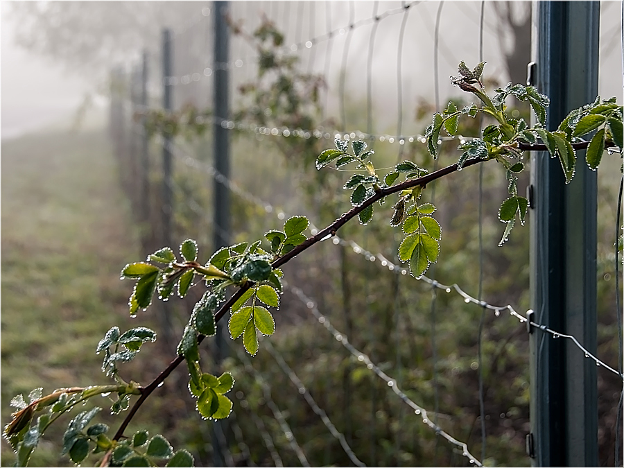 Morgennebel