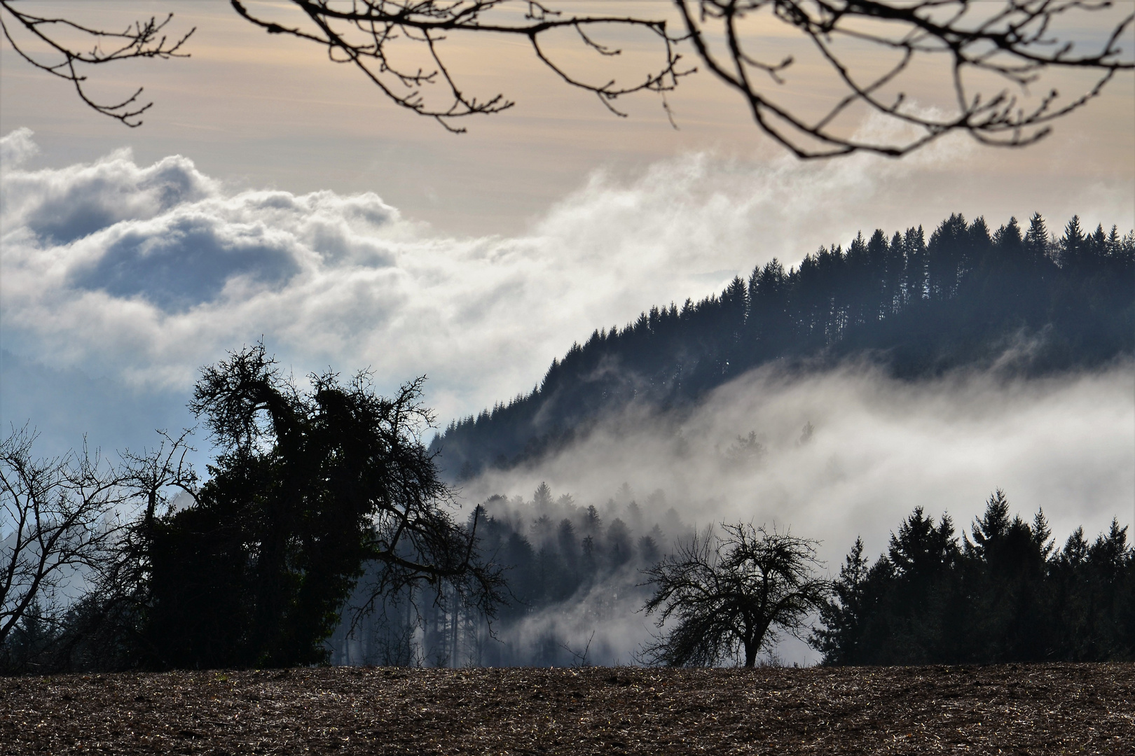 Morgennebel