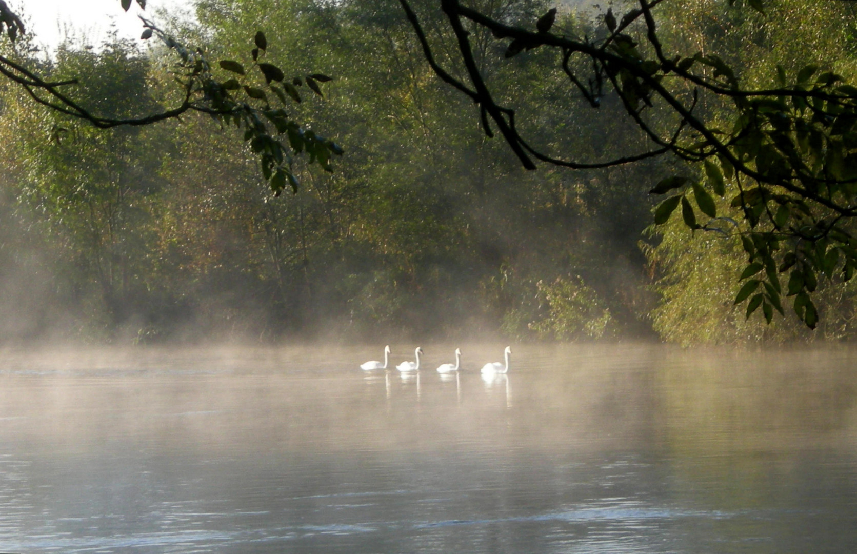 Morgennebel