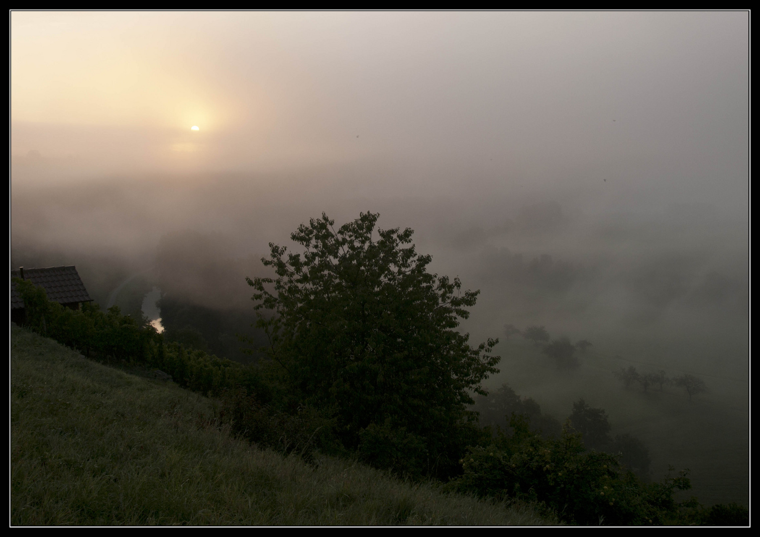 Morgennebel