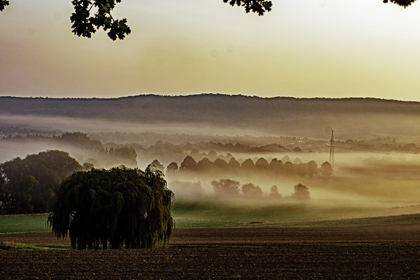 Morgennebel