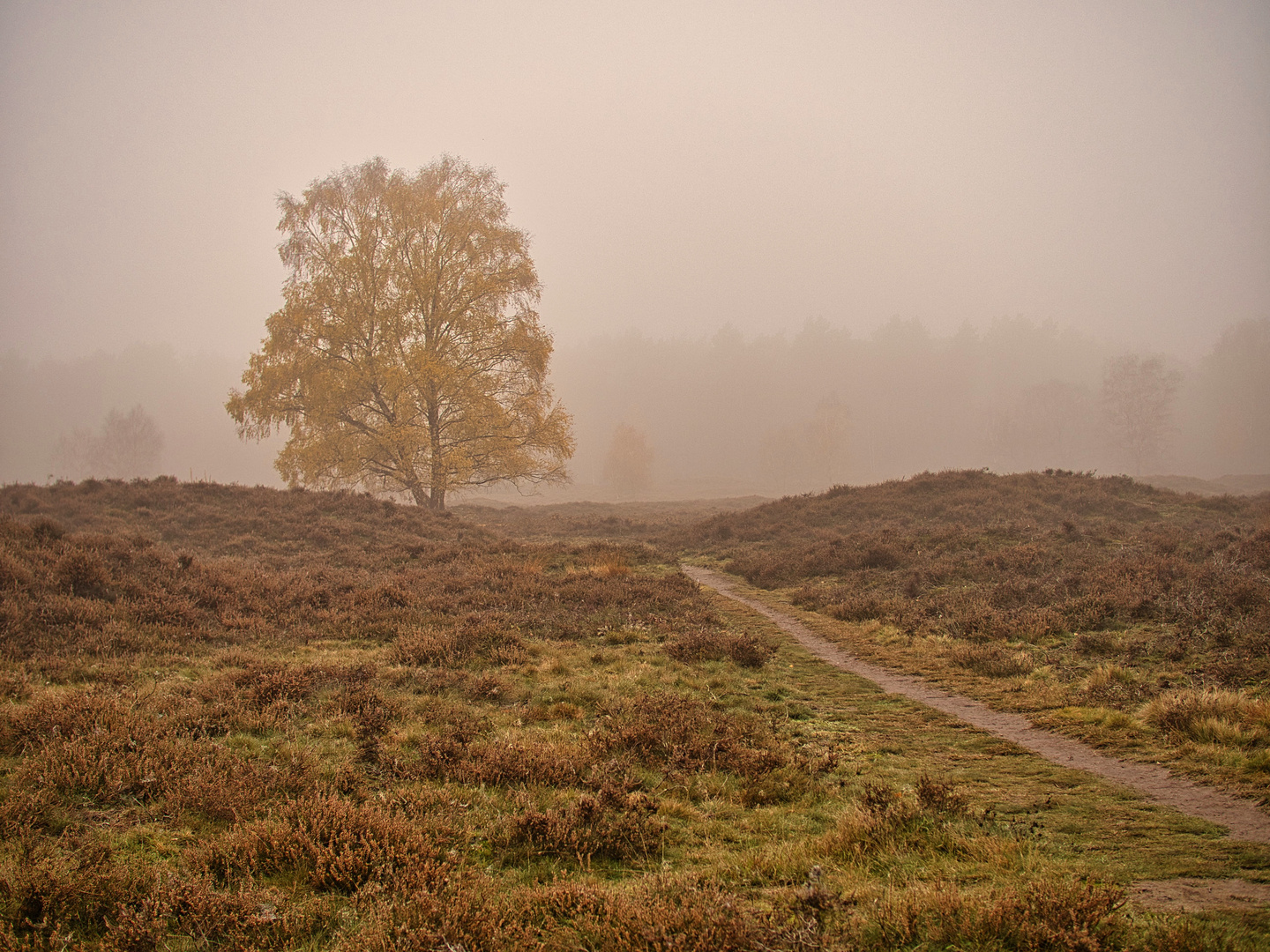 Morgennebel