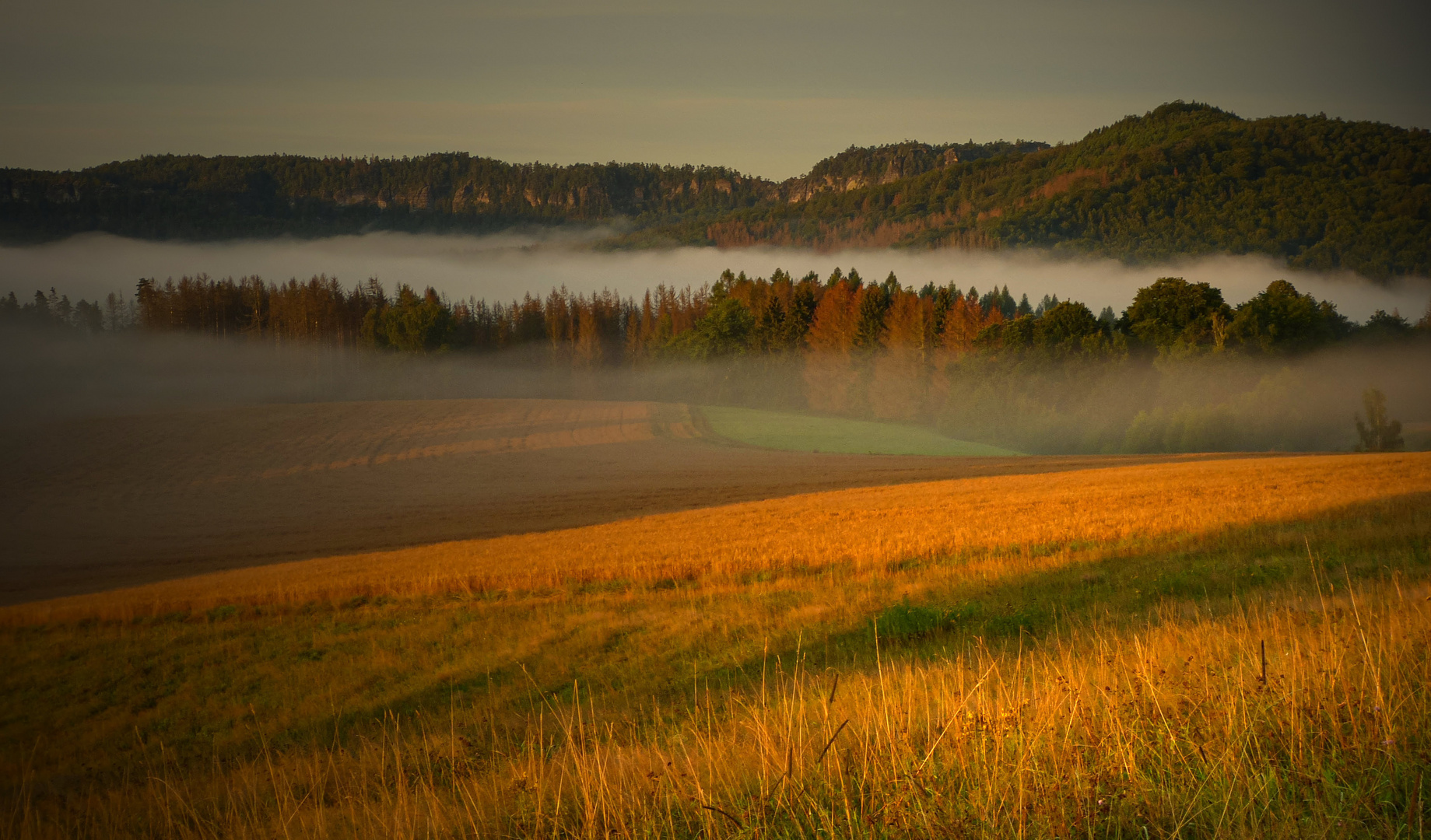 Morgennebel