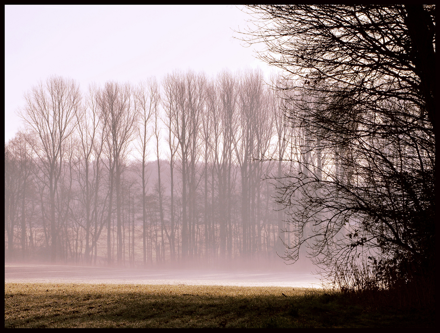 Morgennebel