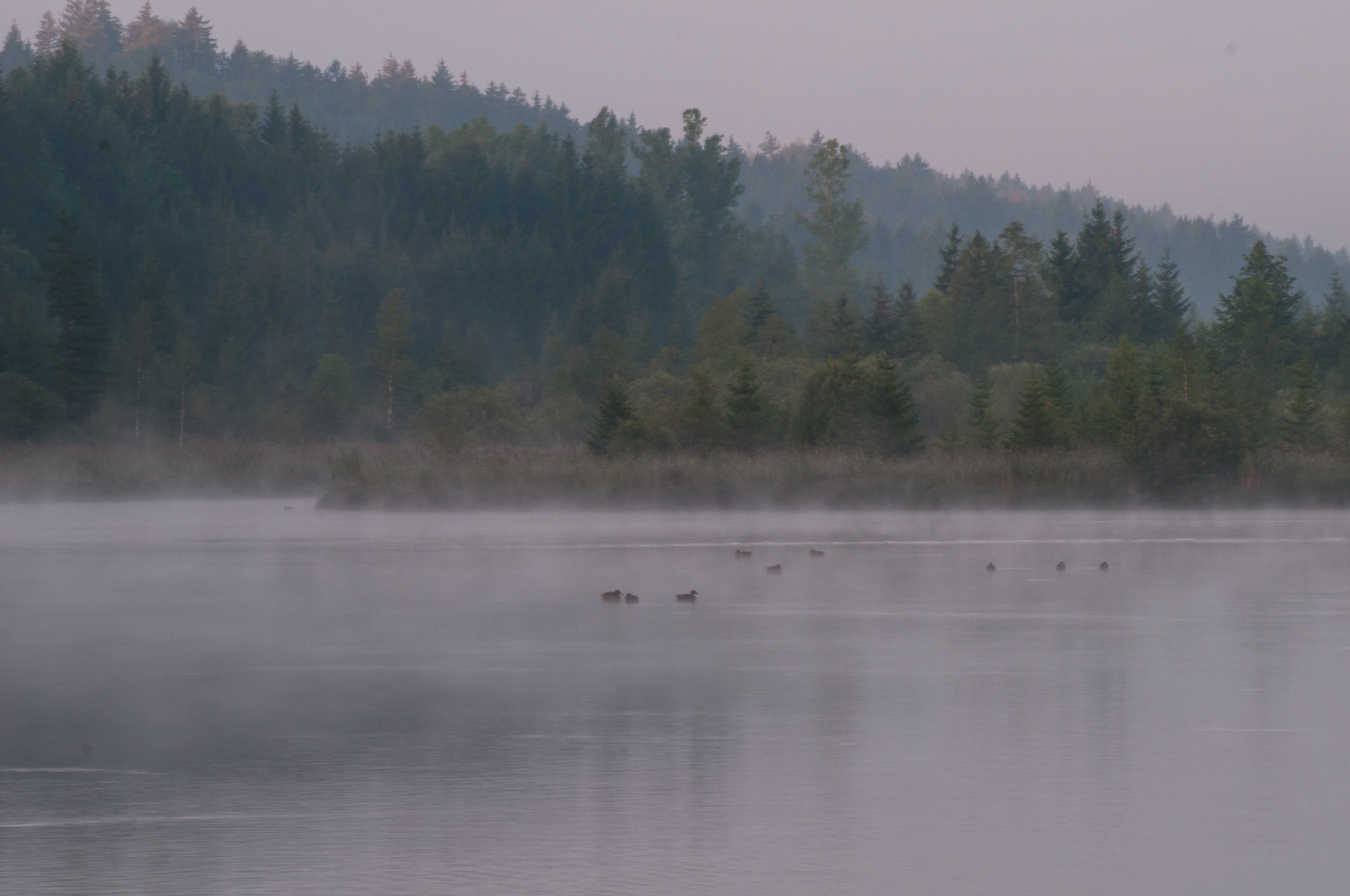 Morgennebel