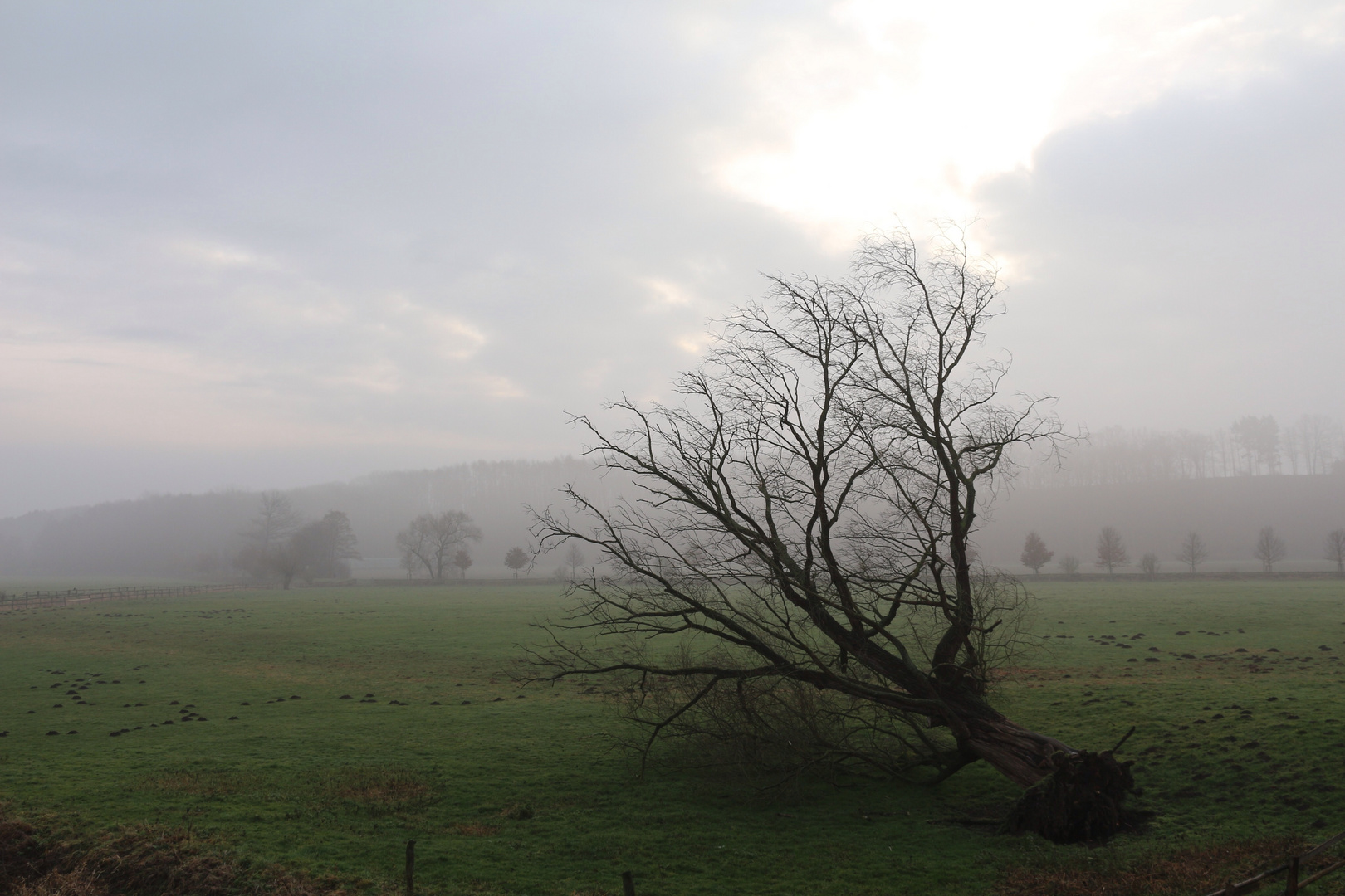 Morgennebel