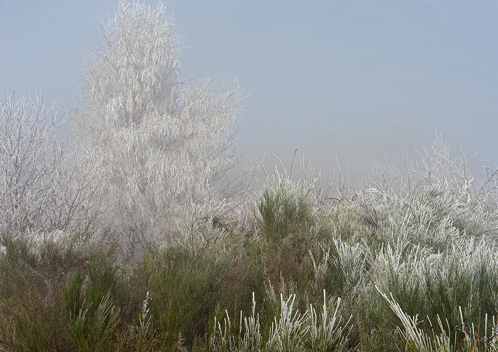 Morgennebel