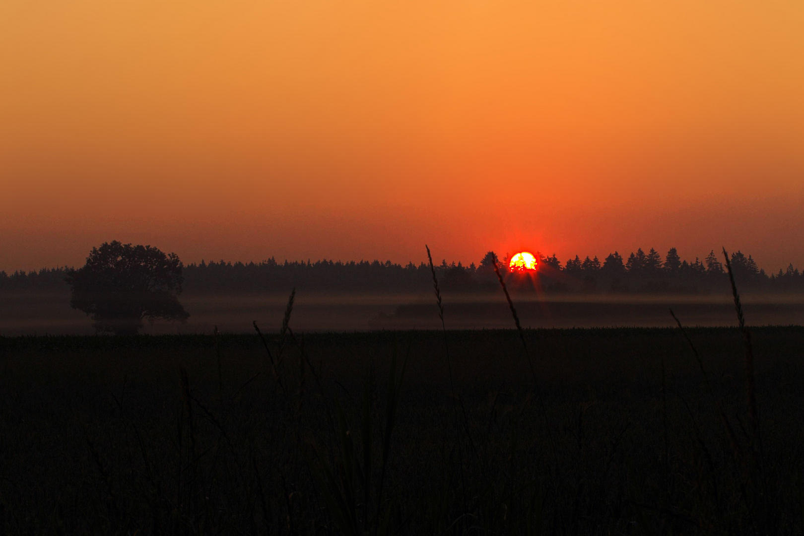 Morgennebel