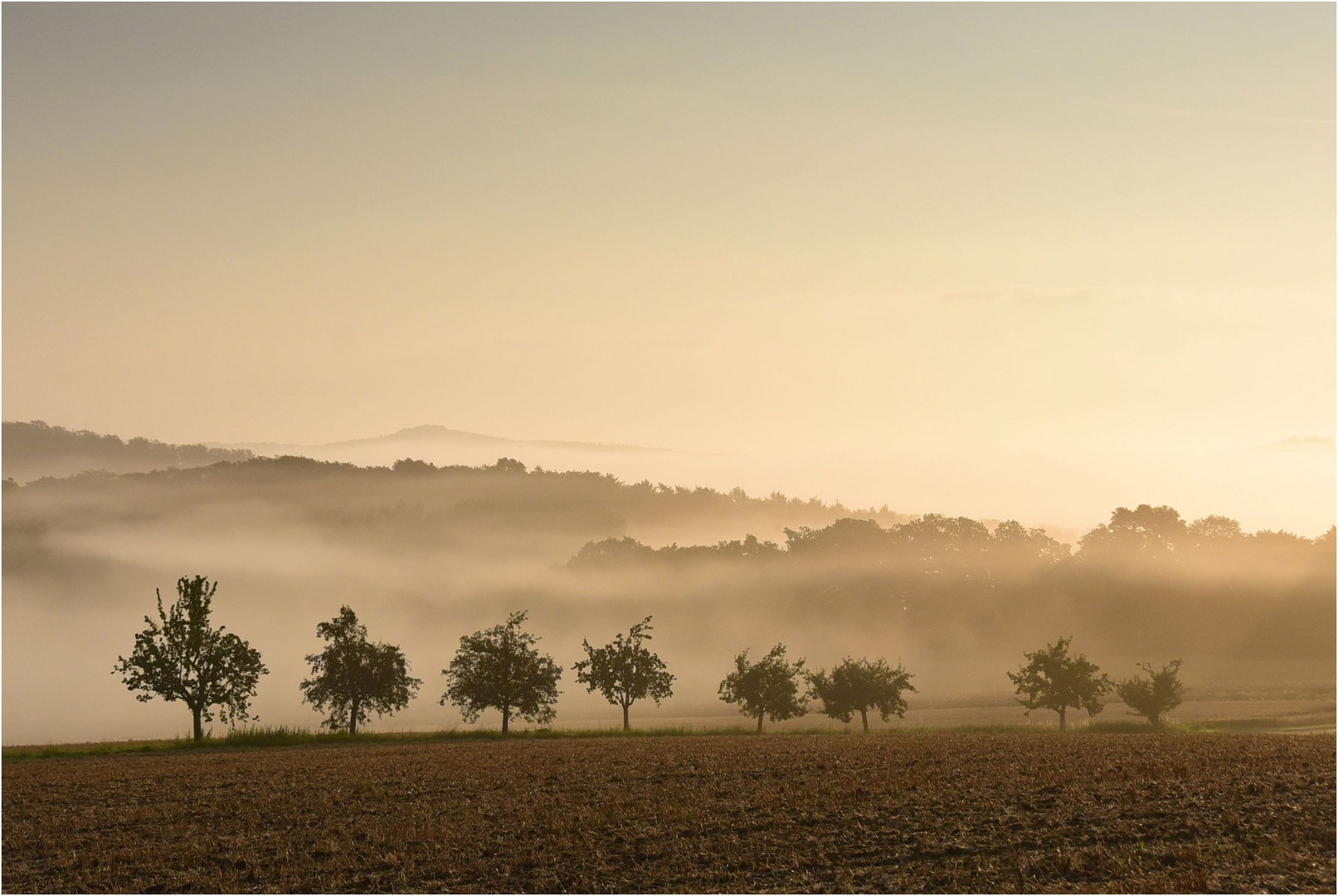 morgennebel