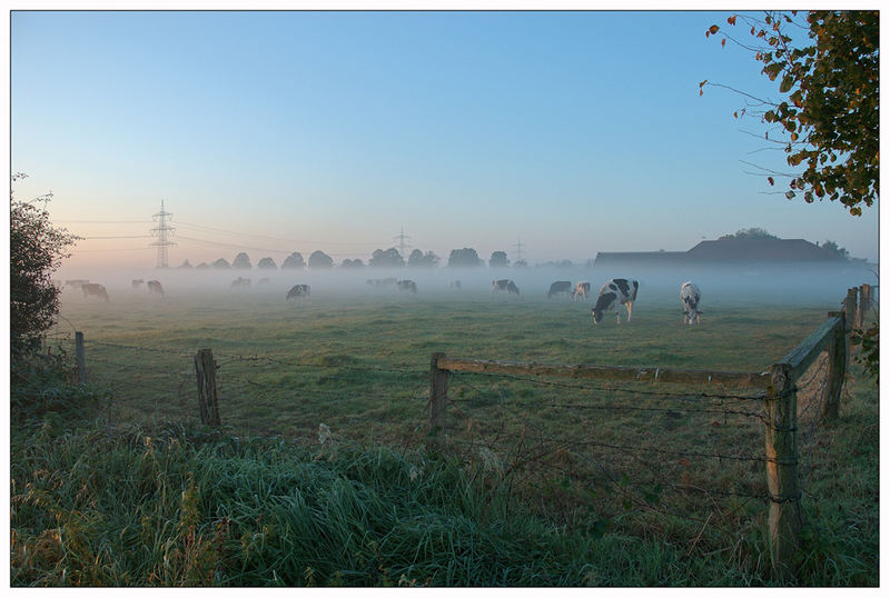 Morgennebel