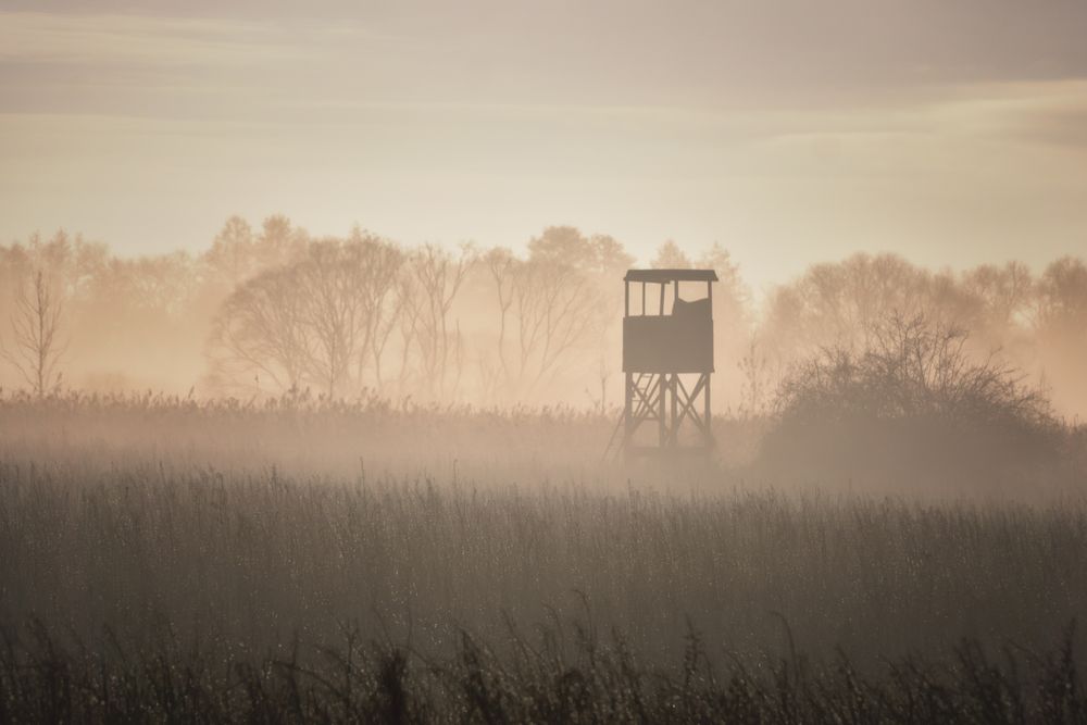 Morgennebel