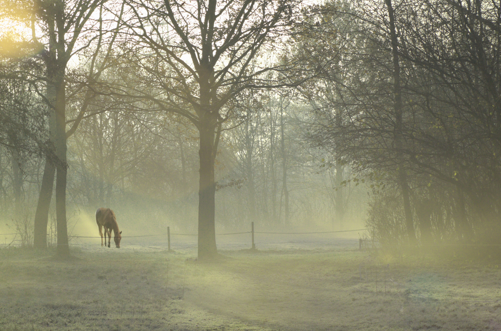 Morgennebel