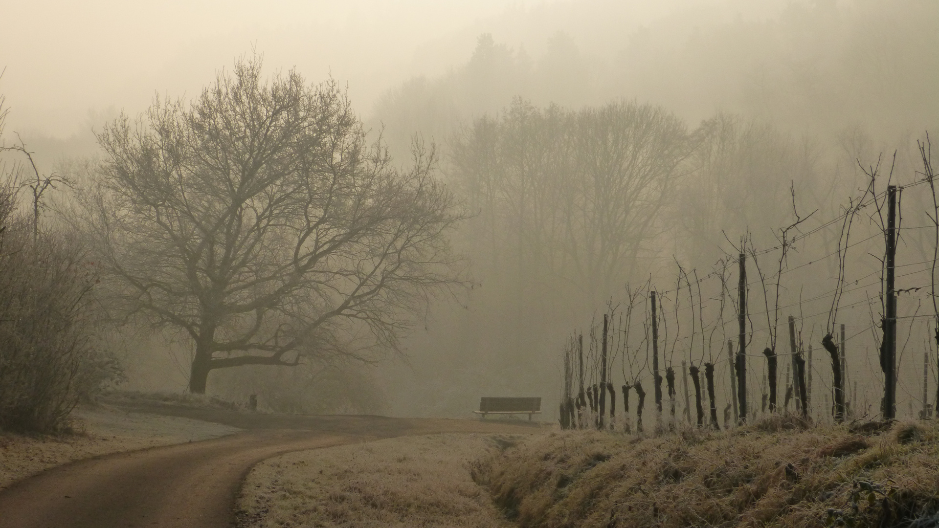 Morgennebel