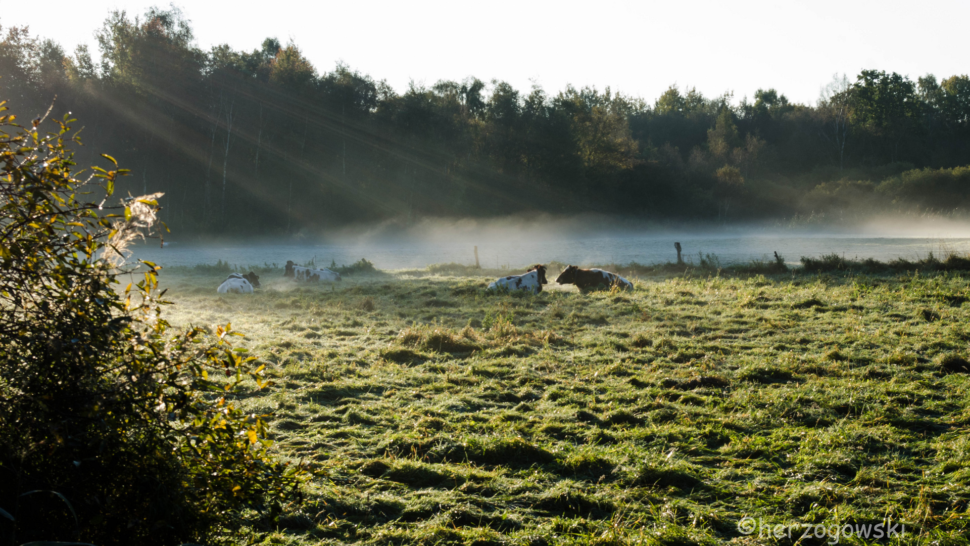 Morgennebel