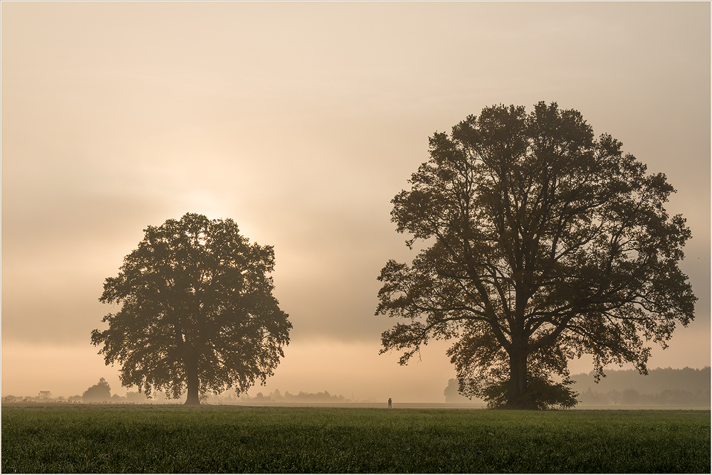 Morgennebel