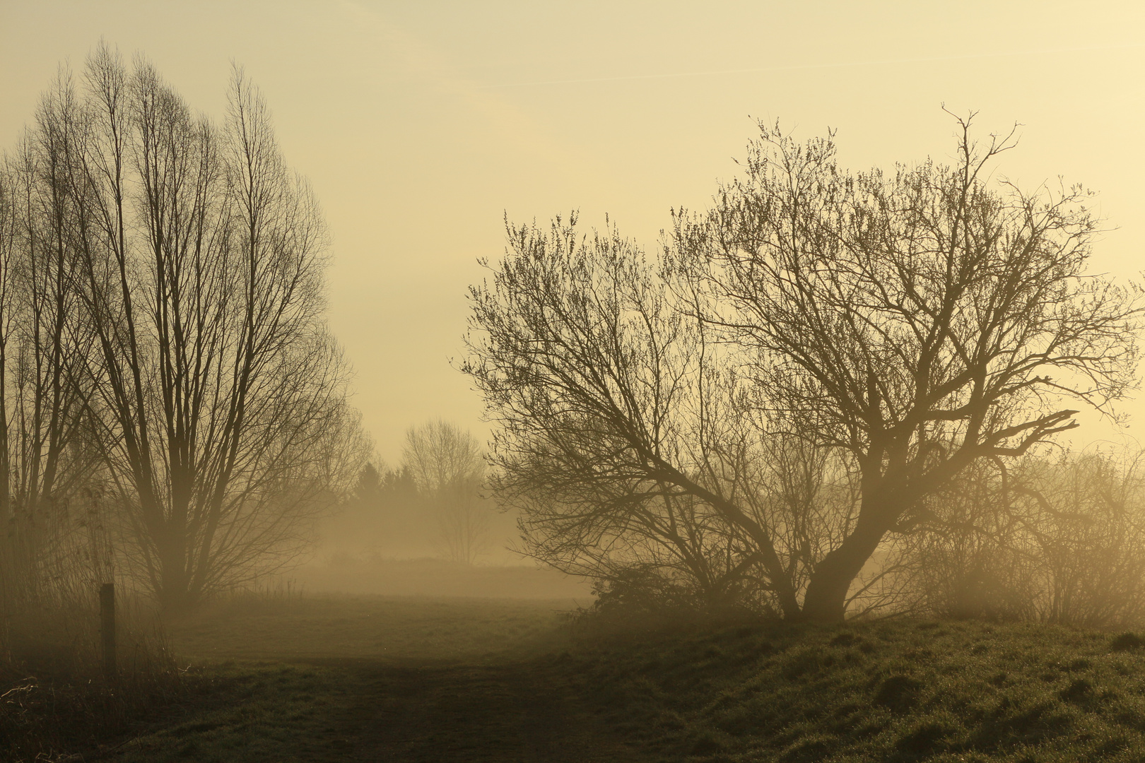 Morgennebel