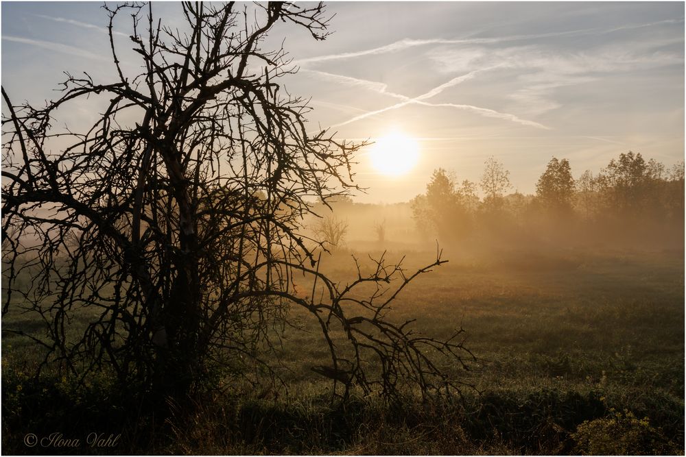 Morgennebel