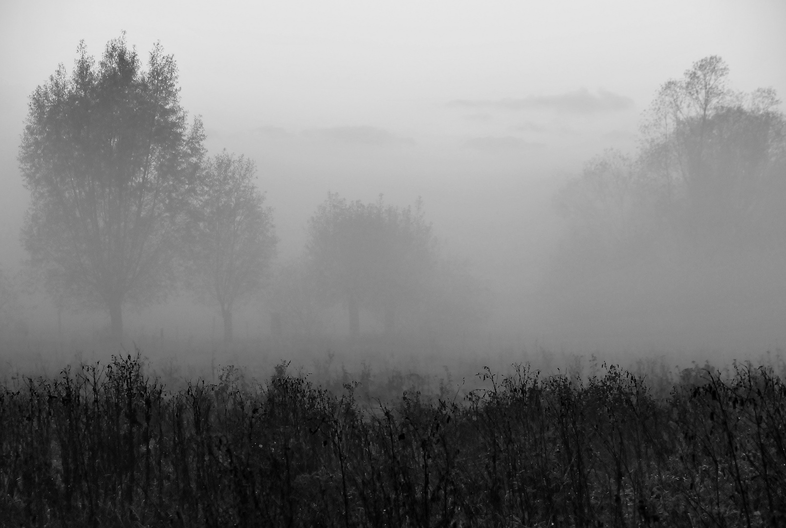 morgennebel