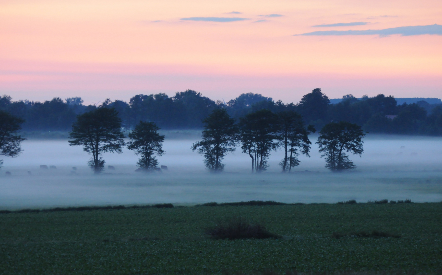 Morgennebel