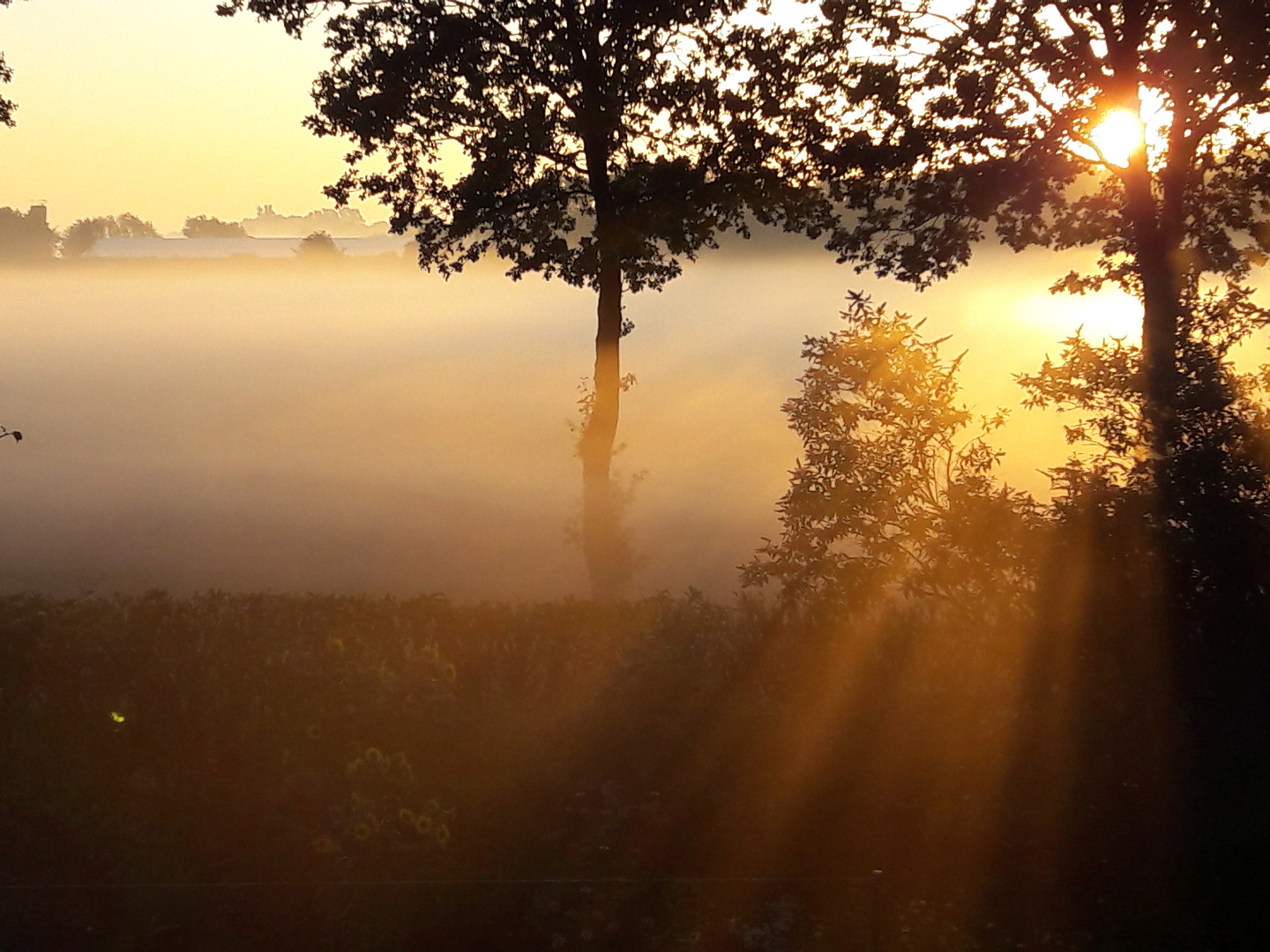 Morgennebel